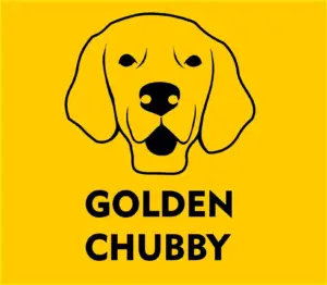 logo-Golden-chubbi